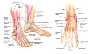 pieds anatomie