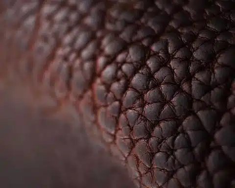 Chaussures pour hommes en cuir de bison